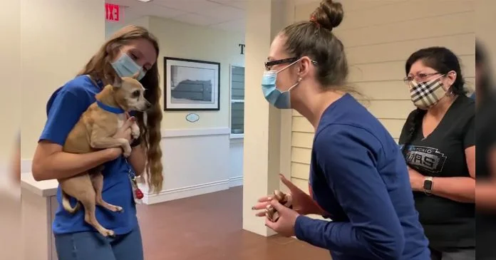Perrito desaparecido durante 6 años encuentra a su familia de nuevo