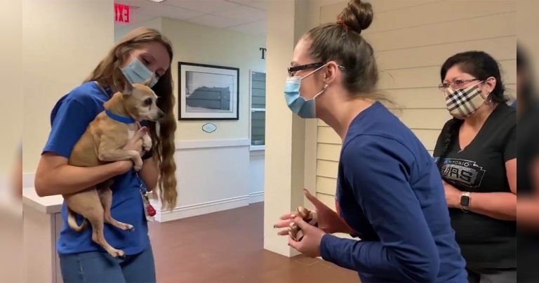 Perrito desaparecido durante 6 años encuentra a su familia de nuevo