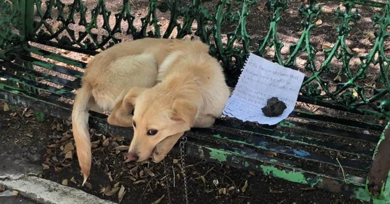 Perrito es dejado en una banca junto a la carta más conmovedora