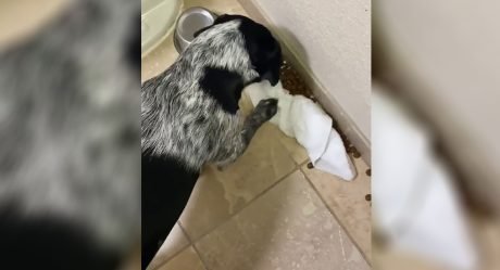 Perro derrama accidentalmente su comida y trata de limpiarla solo