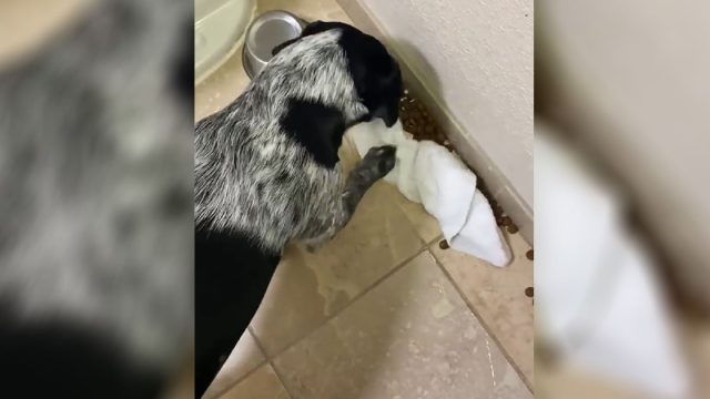Perro derrama accidentalmente su comida y trata de limpiarla solo