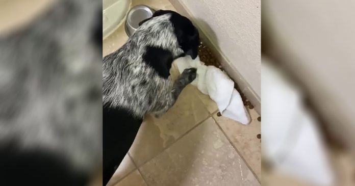 Perro derrama accidentalmente su comida y trata de limpiarla solo