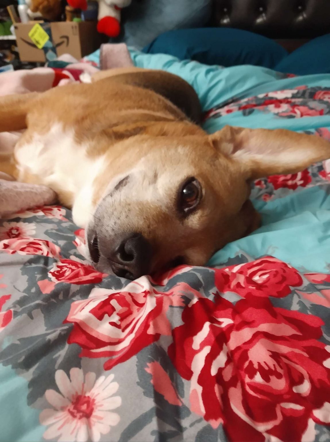 Perro está orgulloso del desastre que hizo mientras mamá no estaba