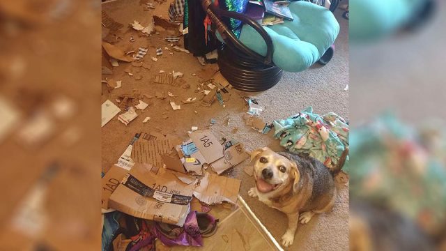 Perro está tan orgulloso del desastre que hizo mientras mamá no estaba