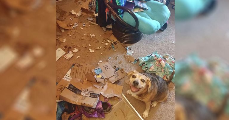 Perro está tan orgulloso del desastre que hizo mientras mamá no estaba