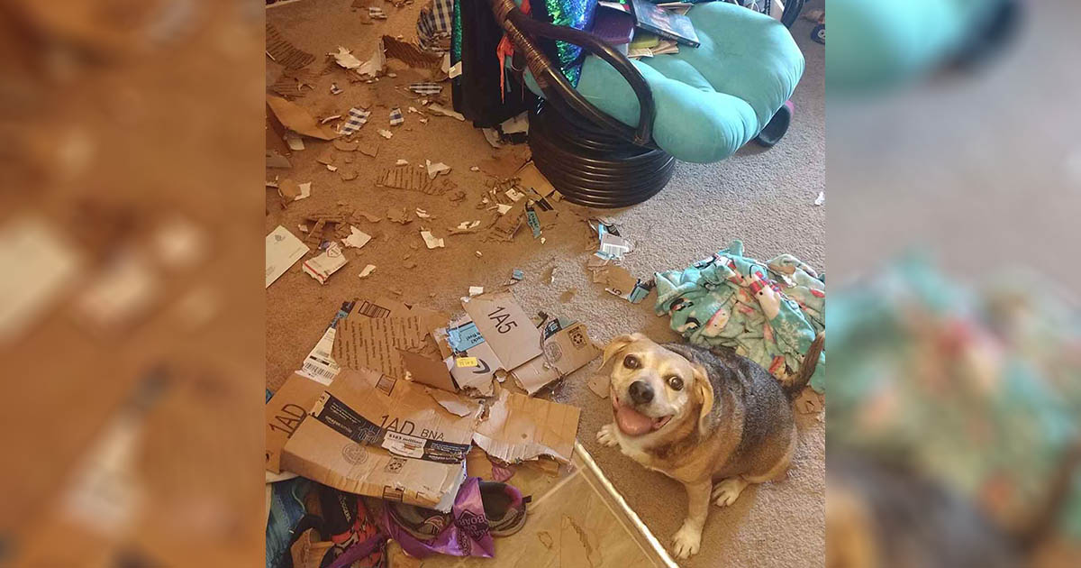 Perro está tan orgulloso del desastre que hizo mientras mamá no estaba