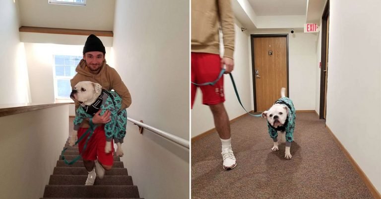 Perro finge cojear cada vez que ve las escaleras solo para que lo suban