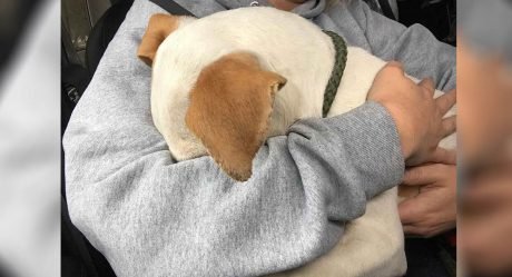 Perro le da a la mujer el abrazo más dulce cuando se da cuenta que lo están rescatando