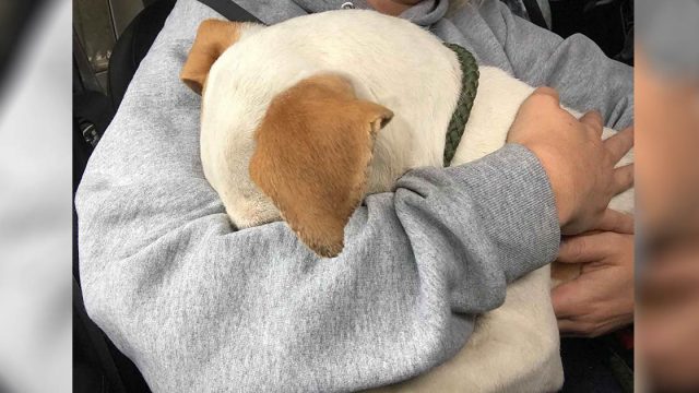 Perro le da a la mujer el abrazo más dulce cuando es rescatado