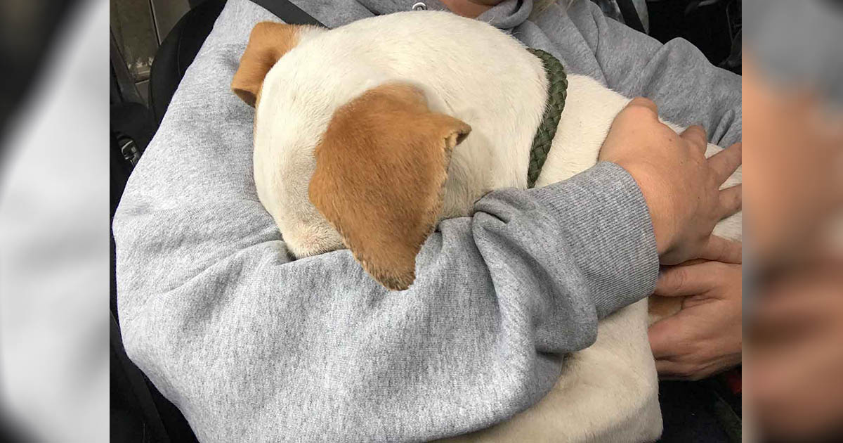 Perro le da a la mujer el abrazo más dulce cuando es rescatado