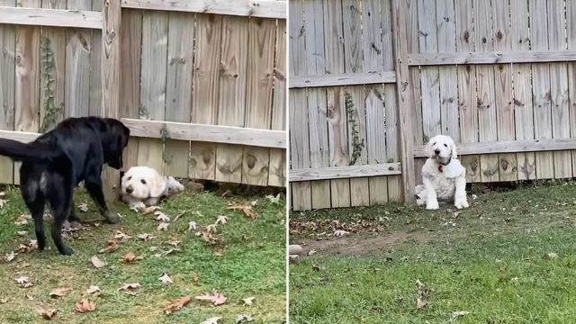 Perro no deja que valla impida conocer vecino