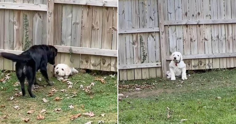 Perro no deja que valla impida conocer vecino