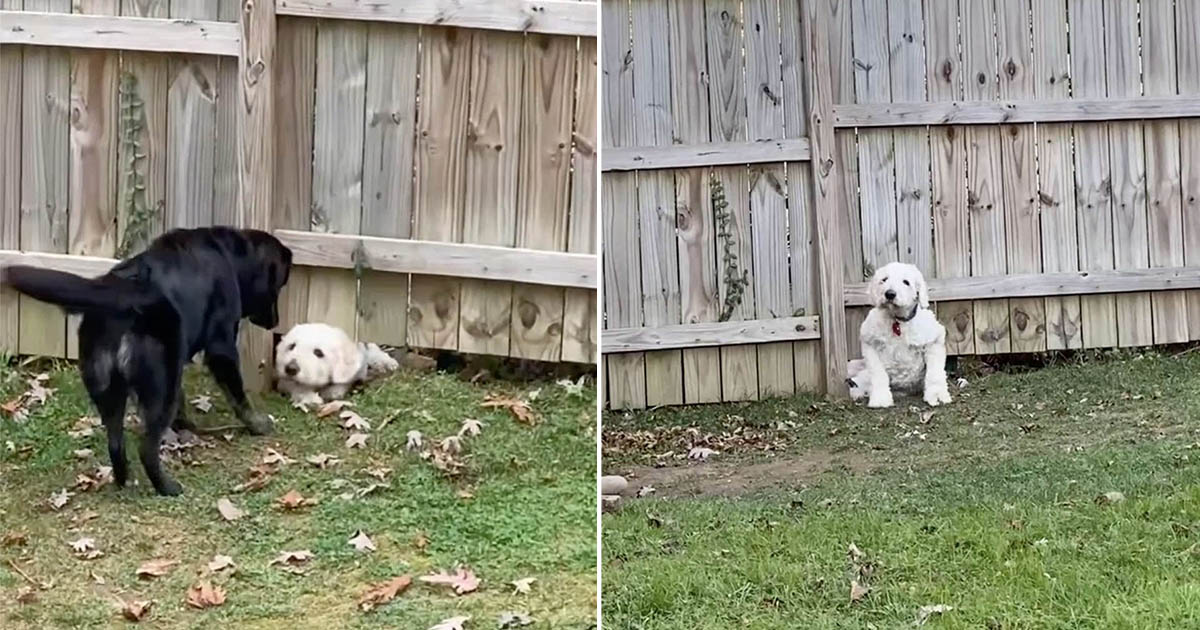 Perro no deja que valla impida conocer vecino