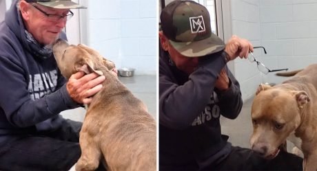 Perro no puede creer que su papá finalmente lo encontró después de 200 días