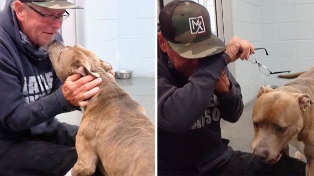 Perro no puede creer que su papá finalmente lo encontró