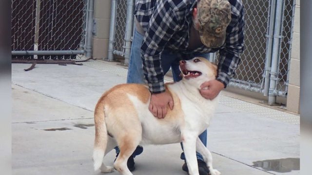 Perro perdido sonríe por primera vez