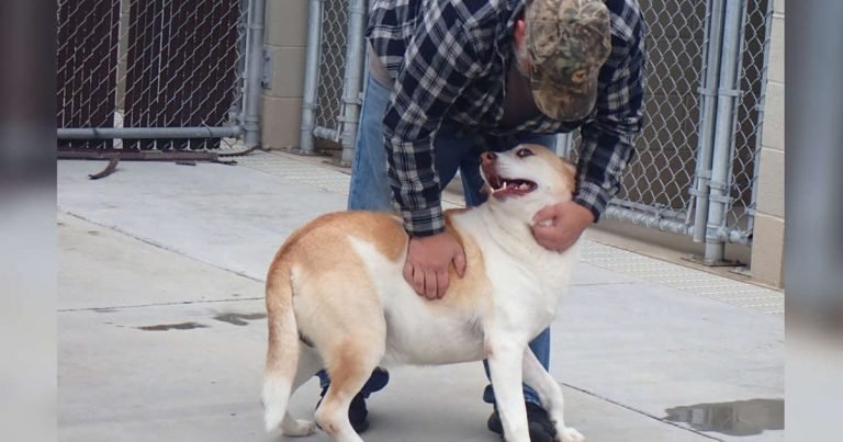 Perro perdido sonríe por primera vez