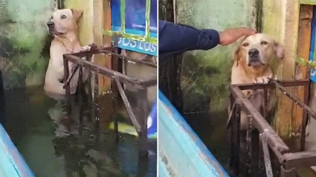 Perro salvado de una inundación en México
