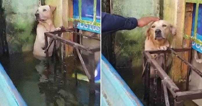 Perro salvado de una inundación en México