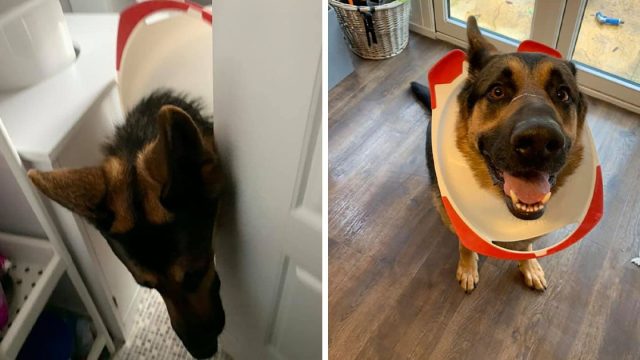 Perro se cuela en el baño y descubre por qué no debe entrar allí