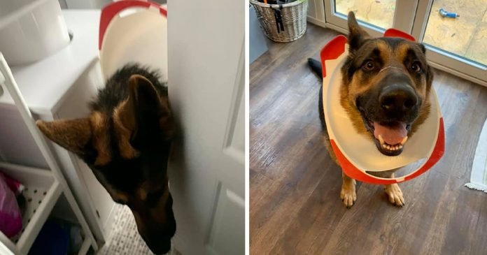 Perro se cuela en el baño y descubre por qué no debe entrar allí