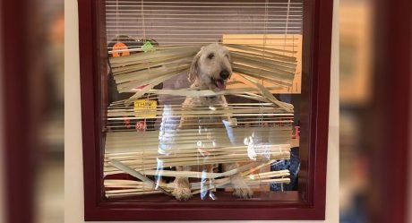 Perro sigue a sus niños a la escuela y termina en la oficina del director