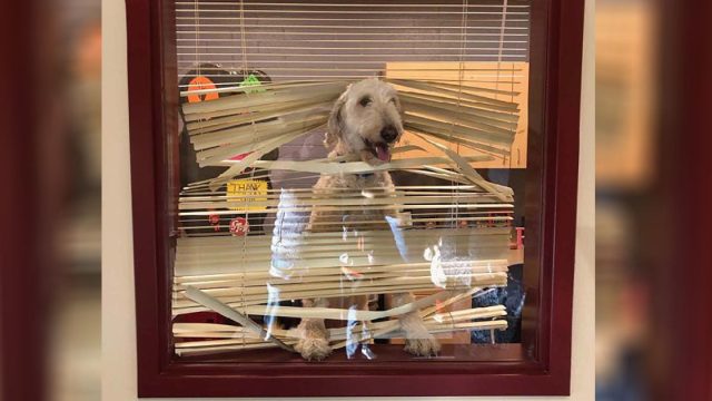 Perro sigue a sus niños a la escuela y termina en la oficina del director