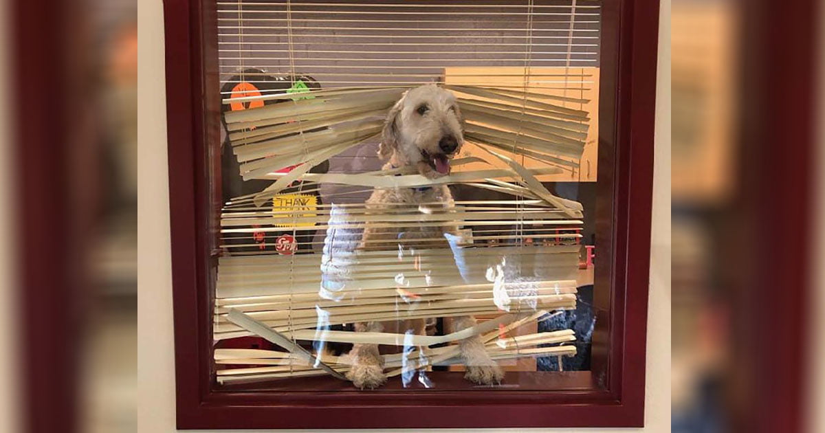 Perro sigue a sus niños a la escuela y termina en la oficina del director