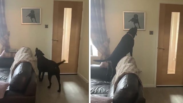 Perro tiene la reacción más conmovedora al ver el retrato de su hermano fallecido