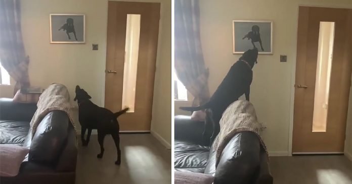 Perro tiene la reacción más conmovedora al ver el retrato de su hermano fallecido