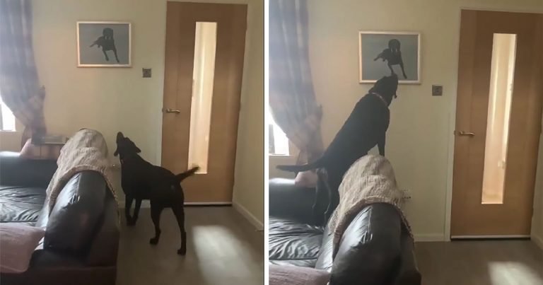Perro tiene la reacción más conmovedora al ver el retrato de su hermano fallecido