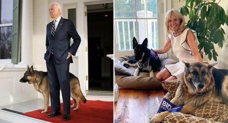 Los perros de Joe Biden tienen su propio Twitter e Instagram y la gente los adora