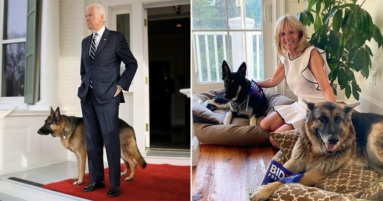 Los perros de Joe Biden tienen su propio Twitter e Instagram y la gente los adora