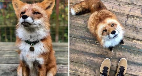 Zorro se convierte en un amigo leal después de ser salvado de una granja de pieles