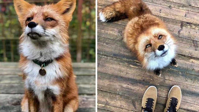 Zorro se convierte en un amigo leal después de ser salvado de una granja de pieles