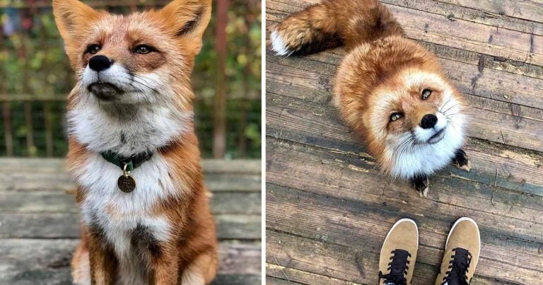 Zorro se convierte en un amigo leal después de ser salvado de una granja de pieles