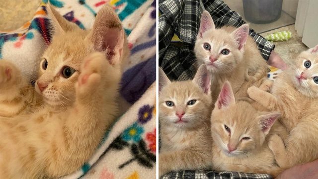 4 gatitos anaranjados hacen todo juntos