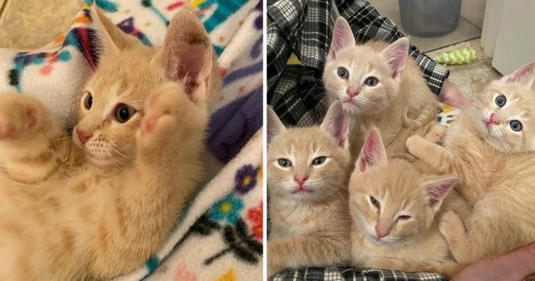 4 gatitos anaranjados hacen todo juntos