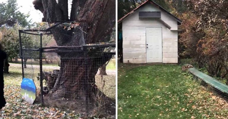 Abuelo construye el patio de juegos al aire libre más increíble para su gato