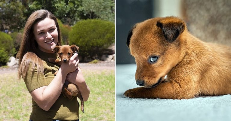 Cachorro encontrado dentro de bolsas de comida para perros es adoptado por su rescatador