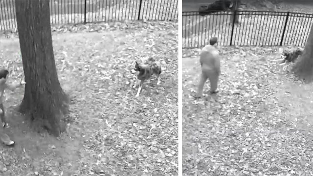Cámara capta la reacción de este perro después de que papá le dice que vuelva adentro
