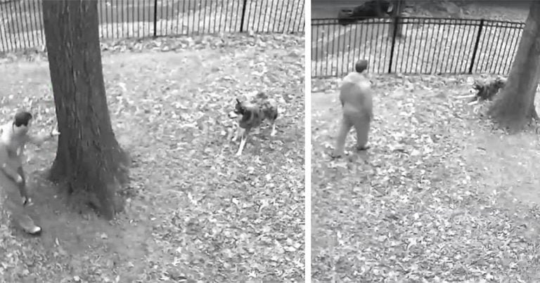 Cámara capta la reacción de este perro después de que papá le dice que vuelva adentro