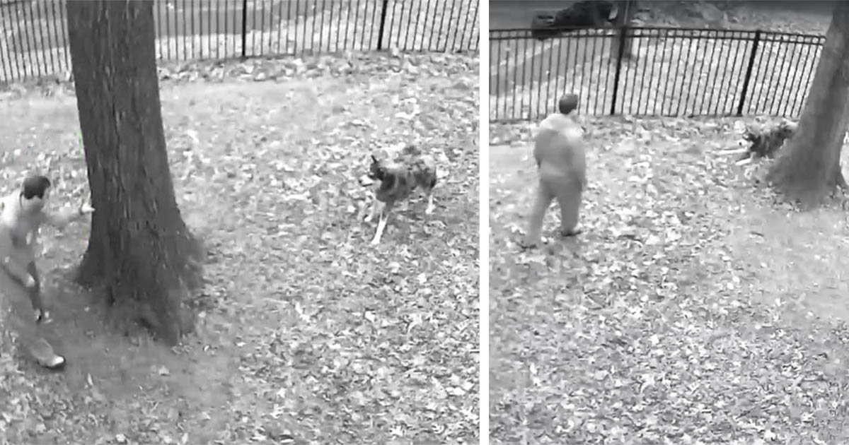 Cámara capta la reacción de este perro después de que papá le dice que vuelva adentro