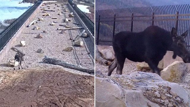 Cámaras ocultas captan muchos animales usando puente