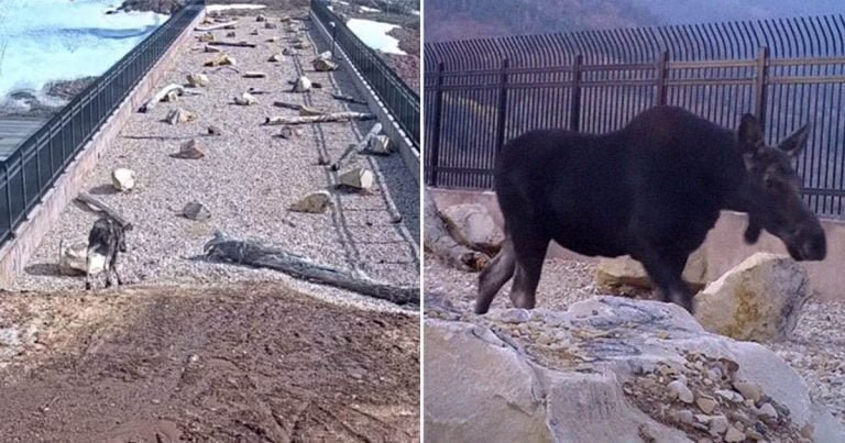 Cámaras ocultas captan muchos animales usando puente