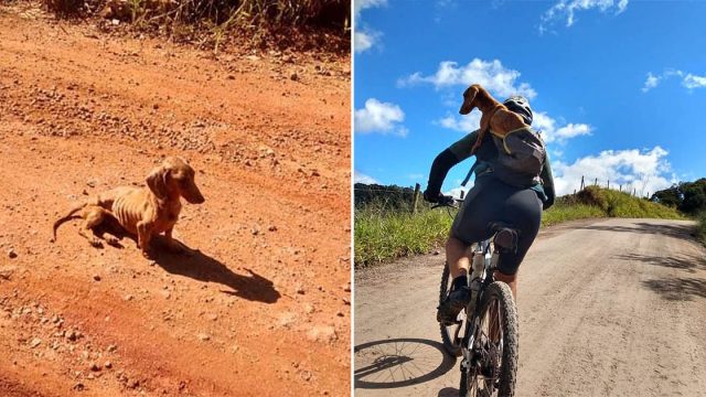 Ciclistas ven perro sin hogar en la carretera