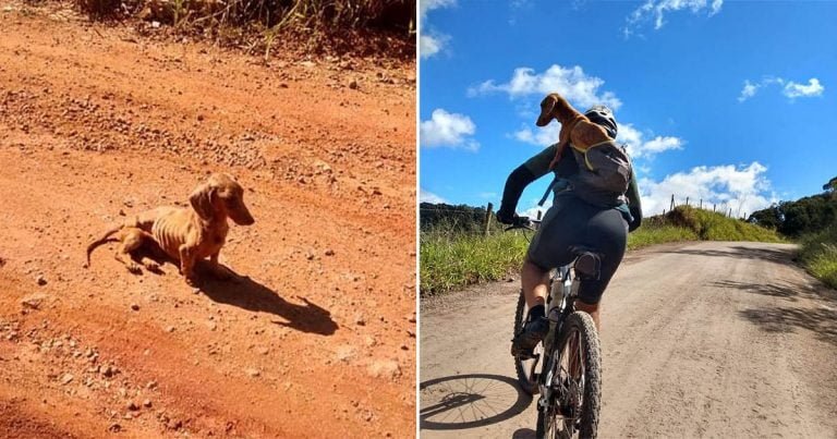 Ciclistas ven perro sin hogar en la carretera