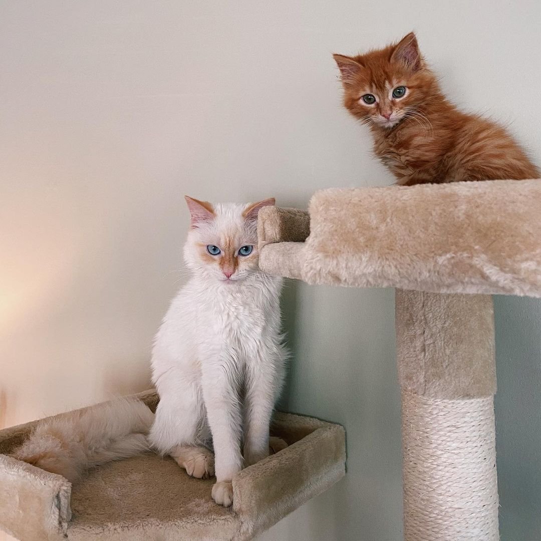 Dos adorables gatos