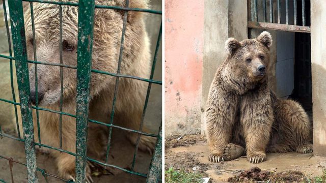 Dos osos liberados zoológico