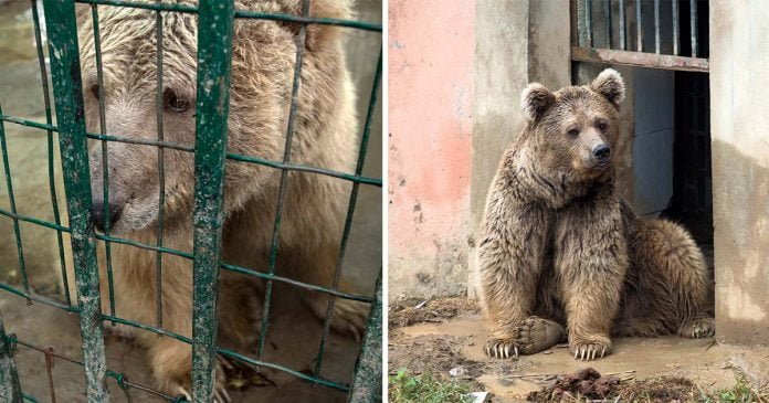 Dos osos liberados zoológico